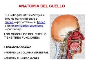 ANATOMIA DEL CUELLO El cuello del latn Collumes