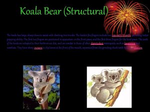 Koala Bear Structural The koala has large sharp