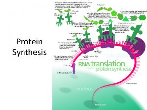 Protein Synthesis DNA codes for a Protein DNA