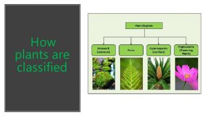 How plants are classified Mosses Mosses are flowerlessseedless