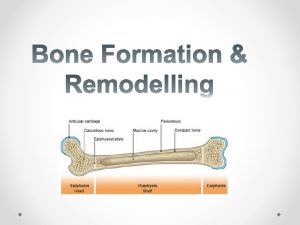 BONE FORMATION REMODELLING OssificationBone Formation The process by