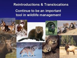 Reintroductions Translocations Continue to be an important tool