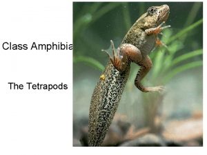 Class Amphibia The Tetrapods Moving Ashore Transitional Forms