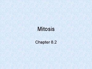 Mitosis Chapter 8 2 Phases of Mitosis Prophase