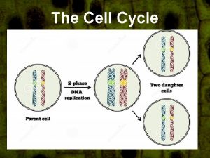 The Cell Cycle Interphase Divided into 3 phases