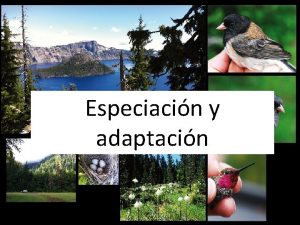 Especiacin y adaptacin Concepto de Especie Los individuos