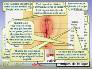 Lappareil gnital fminin Partie troite et Cest lampoule