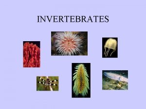 INVERTEBRATES Characteristics of Animals Invertebrates Eukaryotic Heterotrophic Multicellular
