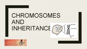CHROMOSOMES AND INHERITANCE Chromosomes and Genes Genes Segments