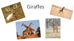 Giraffes Diet habitat other interesting facts about giraffes