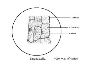 cell wall cytoplasm nucleus Elodea Cells 400 x