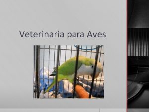 Veterinaria para Aves CMO ES Y CMO SE