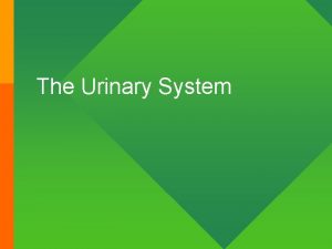 The Urinary System Kidney Functions 1 Your kidneys