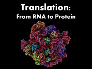 Translation From RNA to Protein RNA carries DNAs