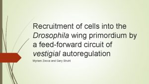 Recruitment of cells into the Drosophila wing primordium