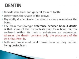 DENTIN Provides the bulk and general form of