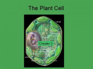 The Plant Cell Chapter 2 Robert Hooke a