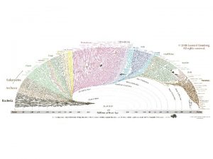 Theories of Biological Change Linnaeus Developed a classification