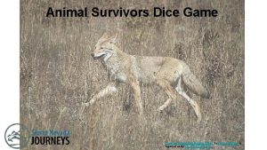 Animal Survivors Dice Game Resilience Dice Game Coyote