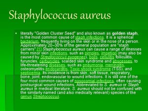 Staphylococcus aureus literally Golden Cluster Seed and also