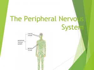 The Peripheral Nervous System Peripheral Nervous System consists