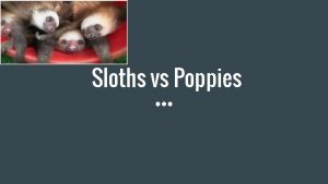 Sloths vs Poppies Opium Poppy Like most flowers