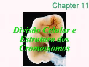 Chapter 11 Diviso Celular e Estrutura dos Cromossomos