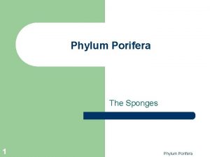 Phylum Porifera The Sponges 1 Phylum Porifera Phylum
