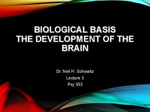 BIOLOGICAL BASIS THE DEVELOPMENT OF THE BRAIN Dr