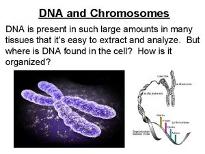 DNA and Chromosomes DNA is present in such