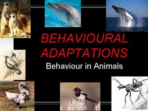 BEHAVIOURAL ADAPTATIONS Behaviour in Animals Innate versus Learned