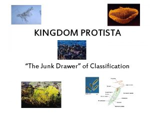 KINGDOM PROTISTA The Junk Drawer of Classification Classified