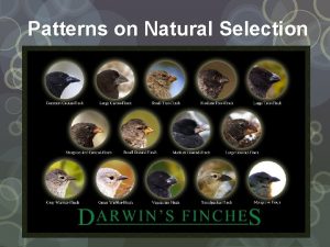 Patterns on Natural Selection Natural Selection populations have