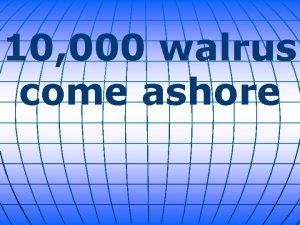 10 000 walrus come ashore An estimated 10