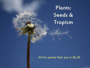 Plants Seeds Tropism Write words that are in