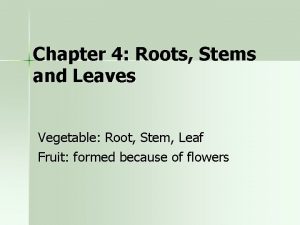 Chapter 4 Roots Stems and Leaves Vegetable Root