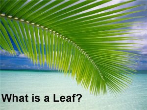 What is a Leaf Leaves Leaves come in