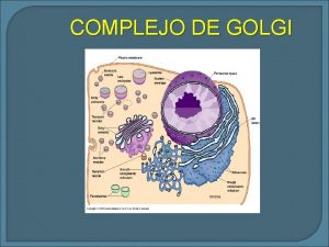 COMPLEJO DE GOLGI COMPARTIMENTACION EN GOLGI Compartimentacin funcional