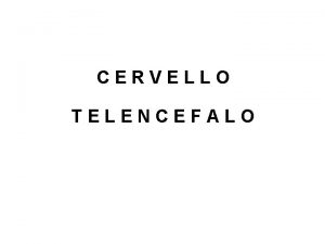 CERVELLO TELENCEFALO TELENCEFALO E la porzione pi sviluppata