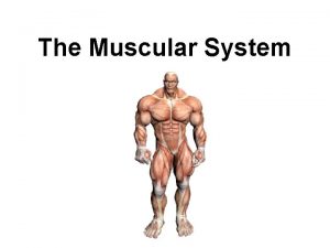 The Muscular System The Muscular System Muscles are