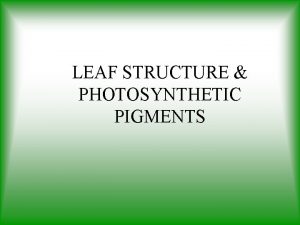 LEAF STRUCTURE PHOTOSYNTHETIC PIGMENTS Inside the Chloroplast Thylakoids