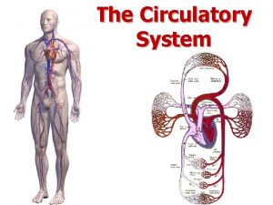 The Circulatory System Functions of the Circulatory System