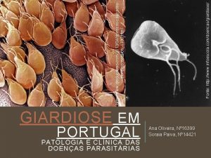 GIARDIOSE EM PATOLOGIA E CLNICA DAS DOENAS PARASITRIAS