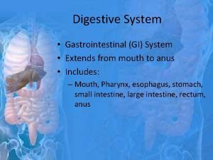 Digestive System Gastrointestinal GI System Extends from mouth