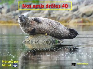 Nos amis drles 40 Prsent par Michel Automatique