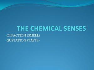 THE CHEMICAL SENSES OLFACTION SMELL GUSTATION TASTE INTRODUCTION