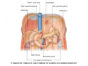 URINARY System Two kidneys Two ureters Urethra Anatomy