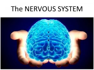 The NERVOUS SYSTEM Fascinating Facts about our Nervous