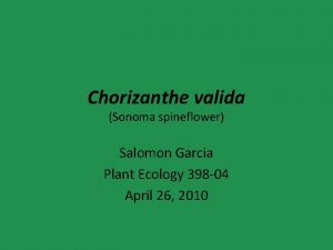 Chorizanthe valida Sonoma spineflower Salomon Garcia Plant Ecology