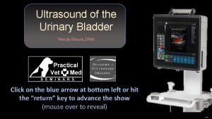 Ultrasound of the Urinary Bladder Wendy Blount DVM